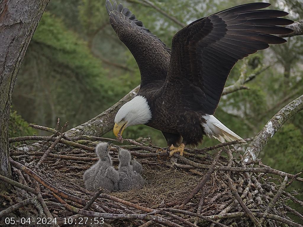 Nest camera capture showing an adult eagle feeding chicks